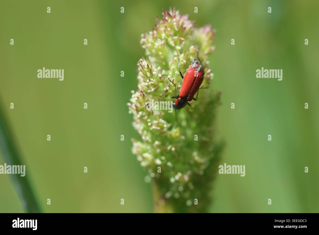 Scarabeo floreale ad ali morbide su Polypogon Viridis (erba curva ad acqua) Foto Stock