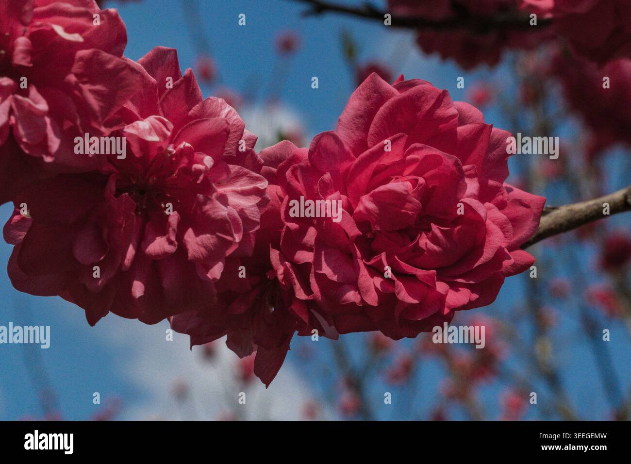 Fiori di pesca rosa contro il cielo blu con nuvole Foto Stock