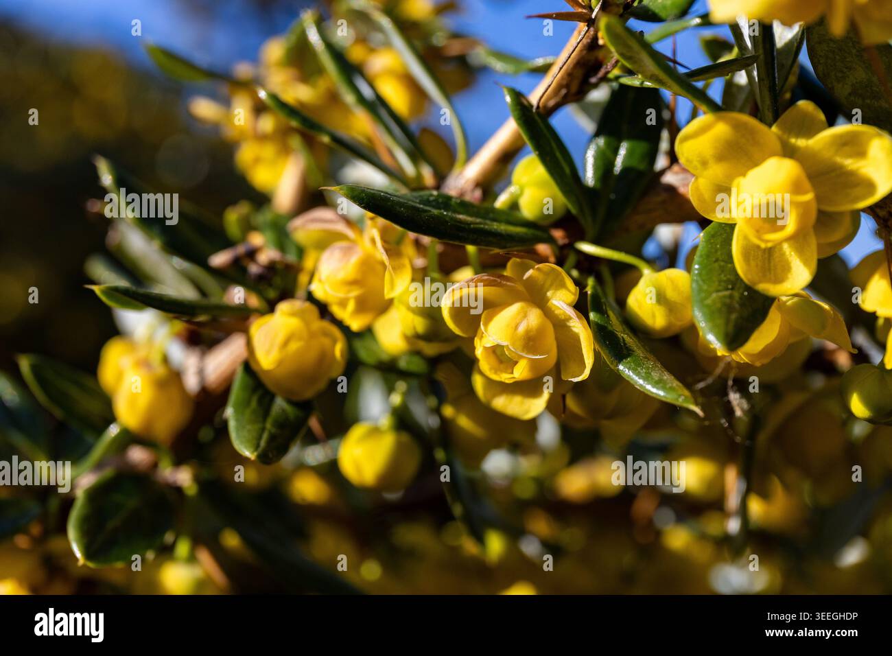 Berberis frikartii. Rami spinosi di berberis frikartii con fiori gialli brillanti. Foto Stock