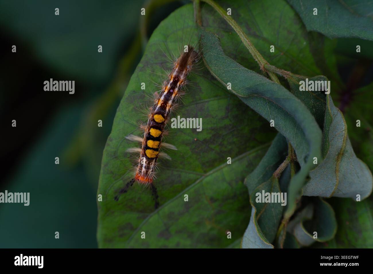 Una fotografia macro dettagliata di un colorato bruco di falena Orgyia postica o tussock con macchie gialle e capelli piccanti, che strisciano su una superficie verde testurizzata Foto Stock