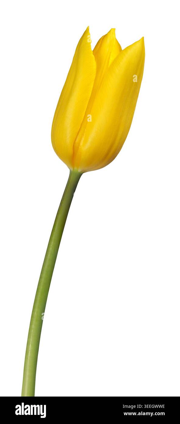 Tulipano giallo isolato su sfondo bianco Foto Stock