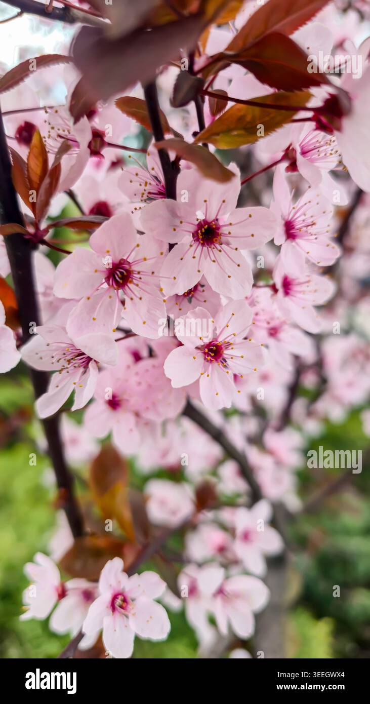 Un primo piano di delicati fiori di prugne. Fiori bianchi su un ramo d'albero contro un cielo blu e un morbido bokeh. Un'atmosfera primaverile, freschezza, natura, se Foto Stock