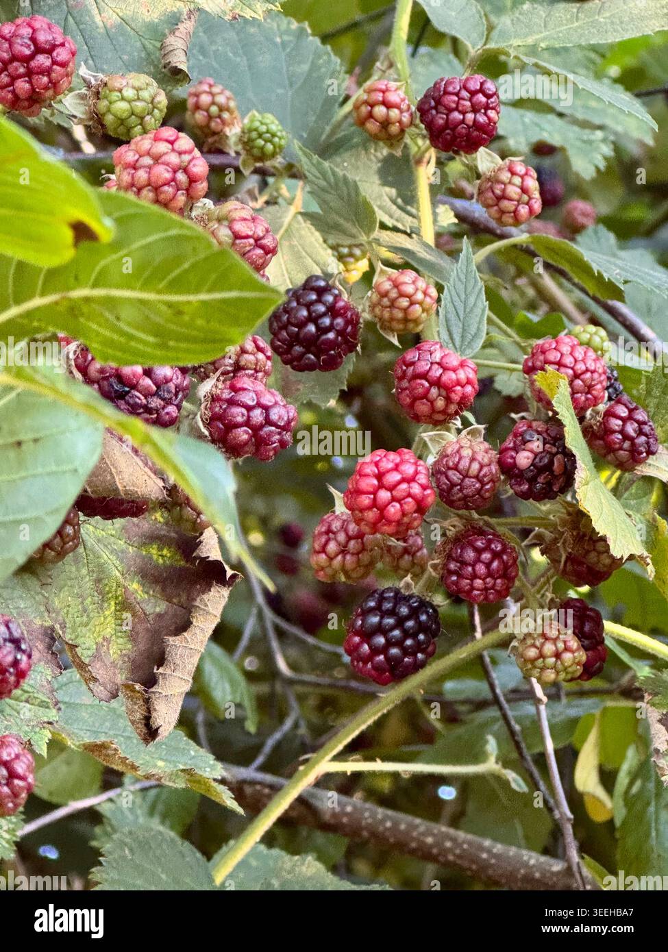 Primo piano di more maturate in diversi stadi di maturazione che crescono su un cespuglio bramble selvatico. Bacche rosse e scure circondate da foglie verdi. Foto Stock