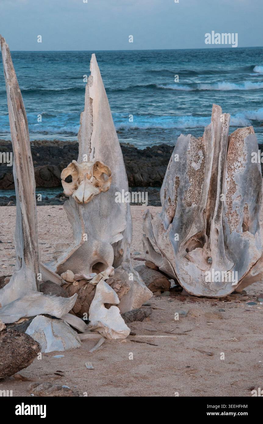 Le ossa di balena formano sculture improvvisate a Ras Erissel è il capo più orientale dell'isola di Socotra, dove il Mar Arabico incontra l'Oceano Indiano. Foto Stock