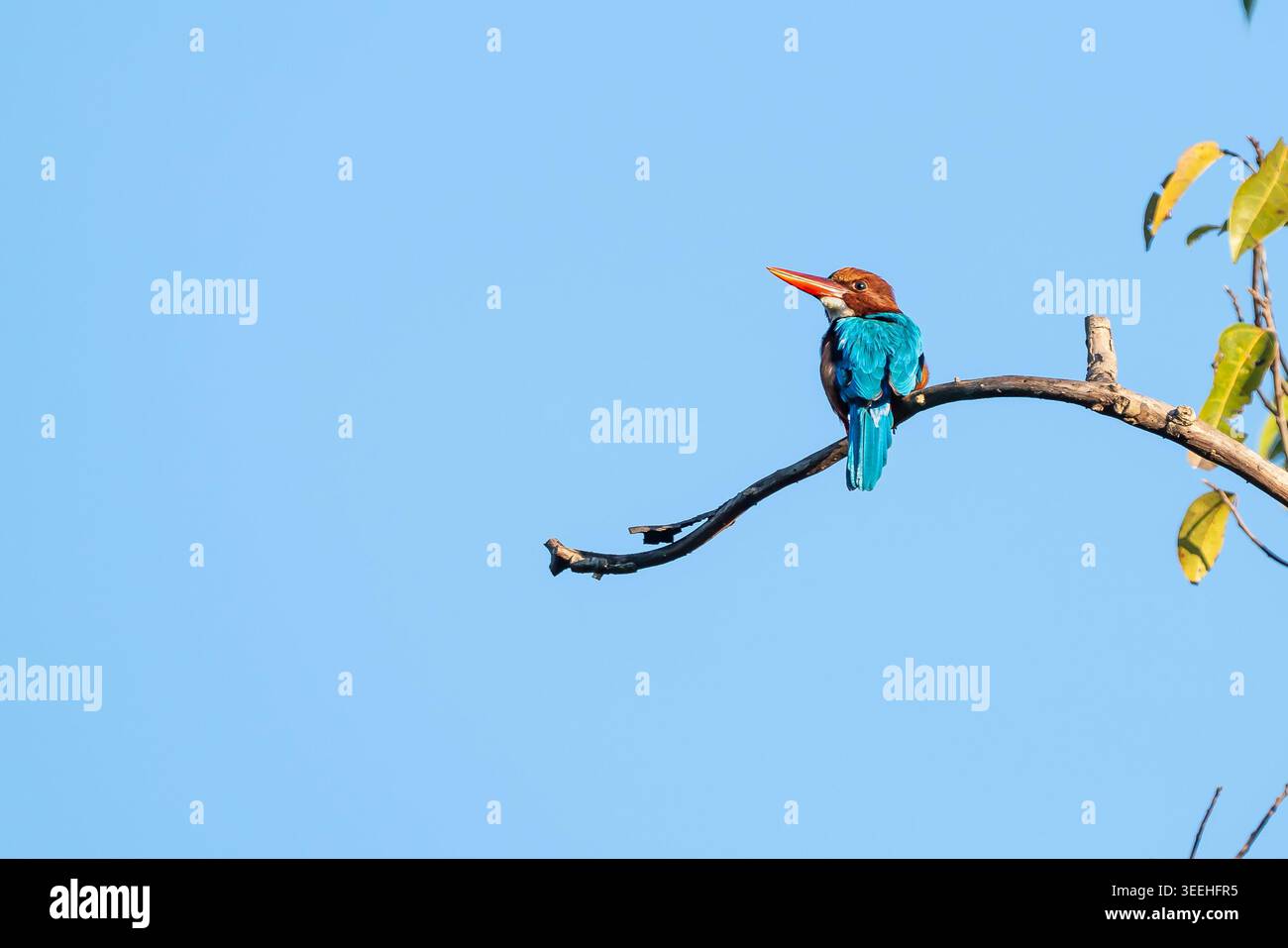 Un kingfisher dalla gola bianca appollaiato sul ramo dell'albero nel parco nazionale, in Thailandia. Foto Stock