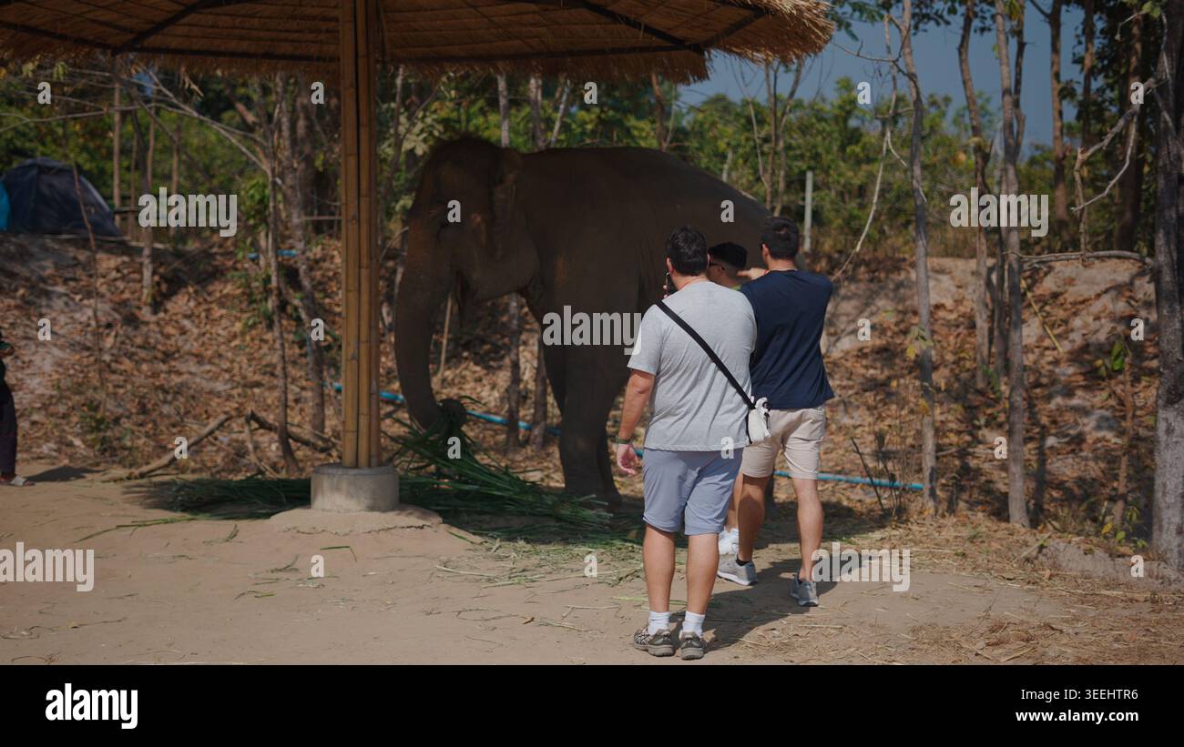 I visitatori osservano gli elefanti che nutrono erba fresca in un santuario faunistico Foto Stock