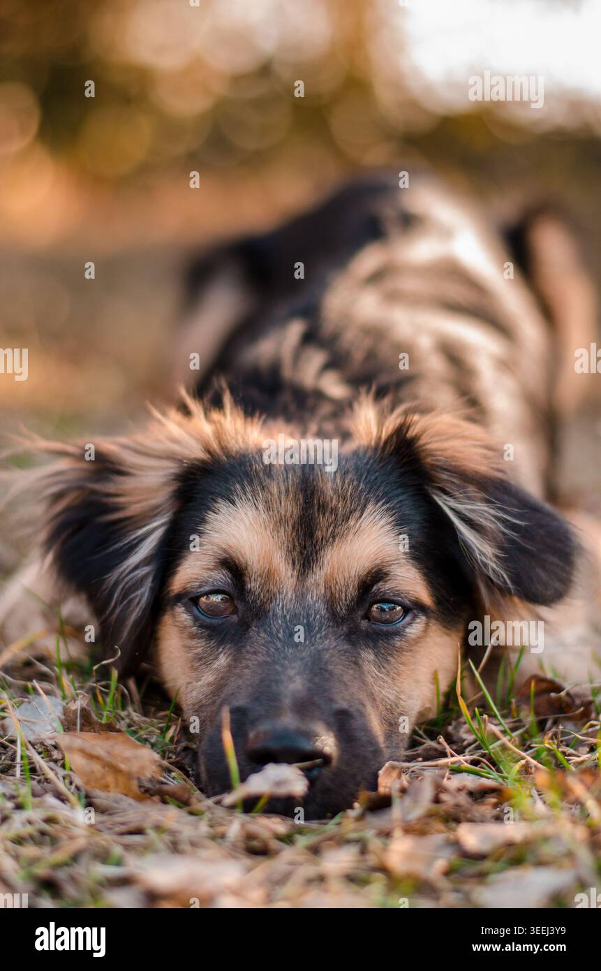 Ritratto di un cucciolo durante l'autunno Foto Stock