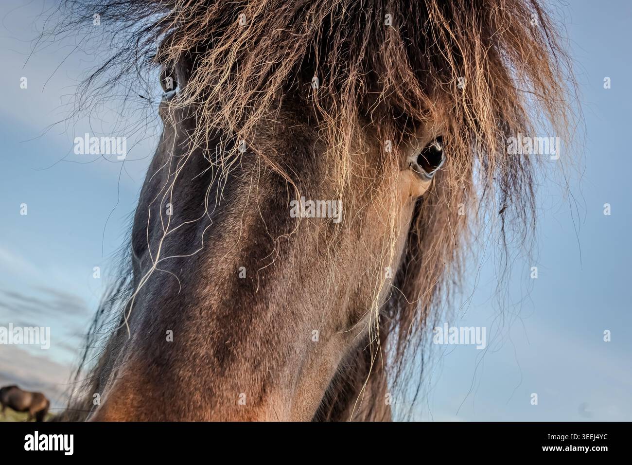 Questi pony o cavalli sembrano adattarsi perfettamente all'ambiente selvaggio e soffiato dal vento dell'Islanda. Foto Stock