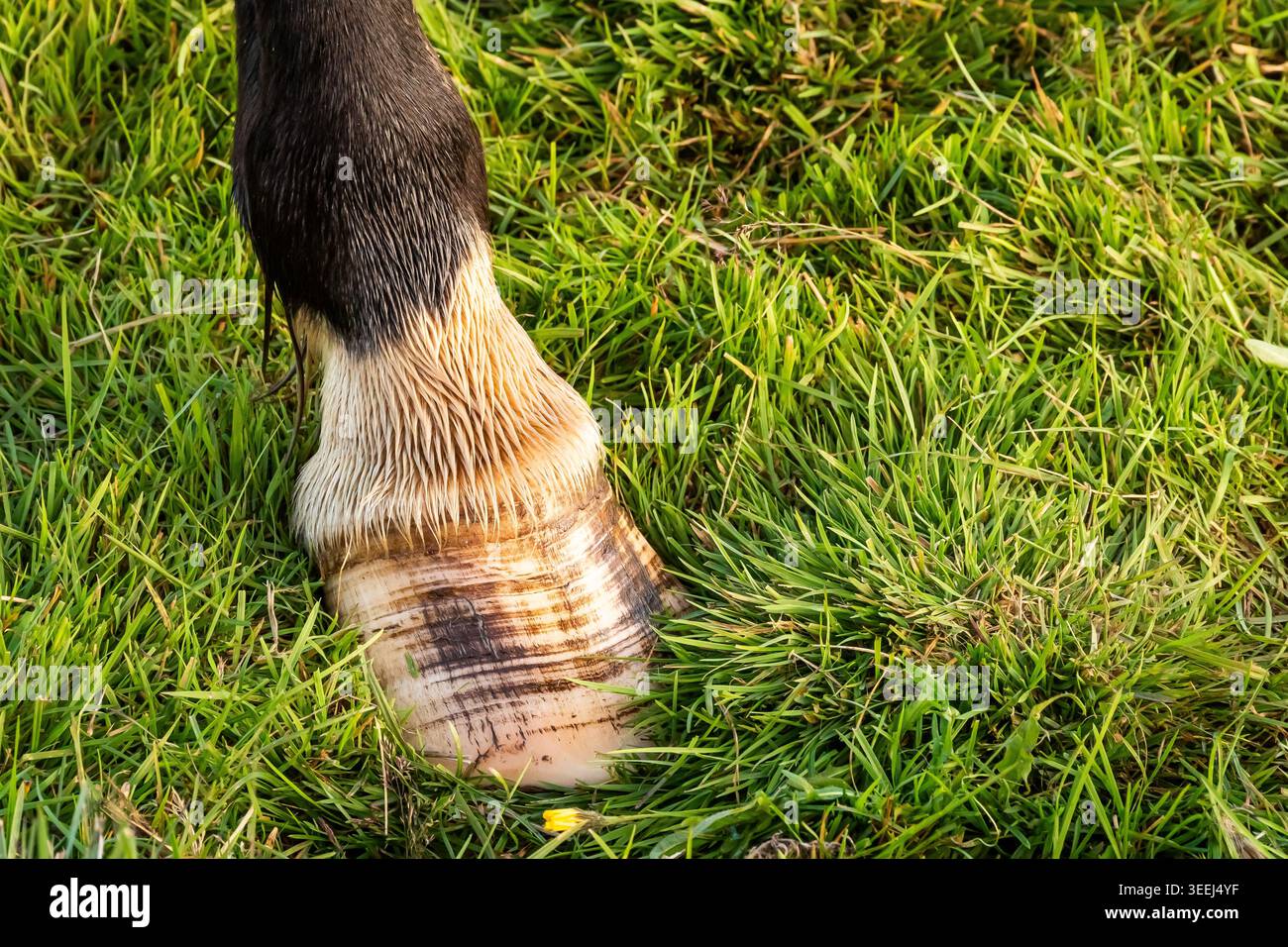 Questi pony o cavalli sembrano adattarsi perfettamente all'ambiente selvaggio e soffiato dal vento dell'Islanda. Foto Stock