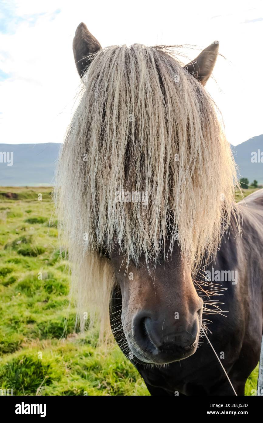 Questi pony o cavalli sembrano adattarsi perfettamente all'ambiente selvaggio e soffiato dal vento dell'Islanda. Foto Stock