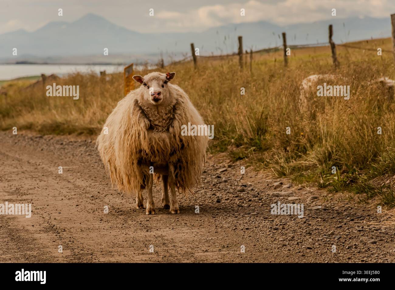 Questi pony o cavalli sembrano adattarsi perfettamente all'ambiente selvaggio e soffiato dal vento dell'Islanda. Foto Stock