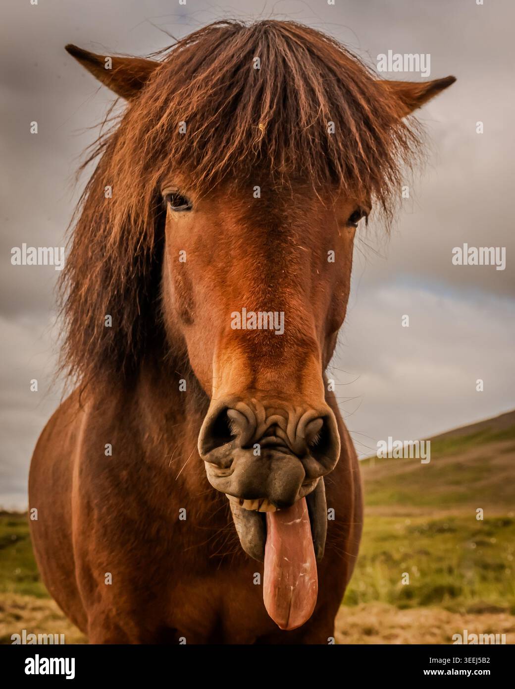 Questi pony o cavalli sembrano adattarsi perfettamente all'ambiente selvaggio e soffiato dal vento dell'Islanda. Foto Stock