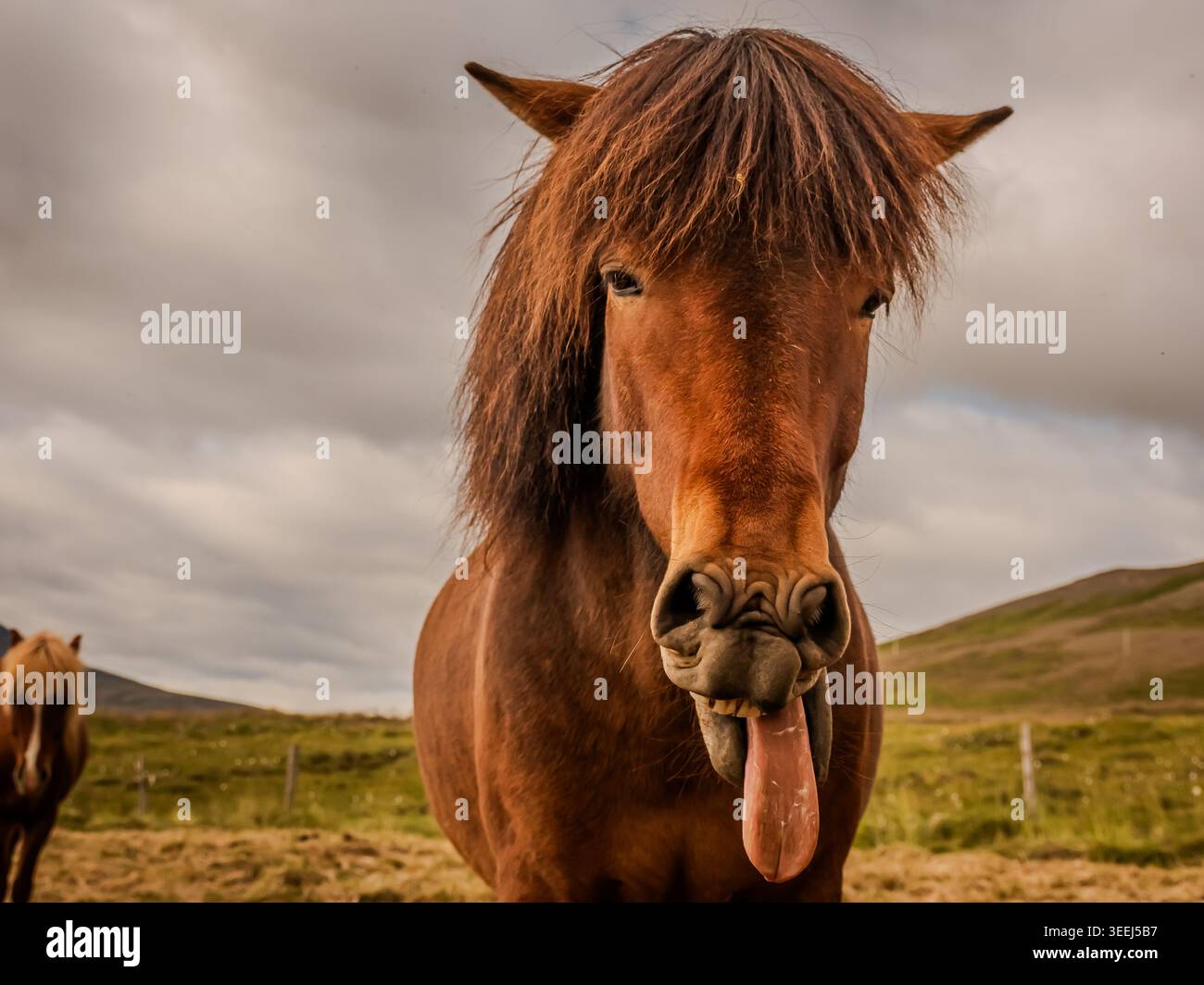 Questi pony o cavalli sembrano adattarsi perfettamente all'ambiente selvaggio e soffiato dal vento dell'Islanda. Foto Stock