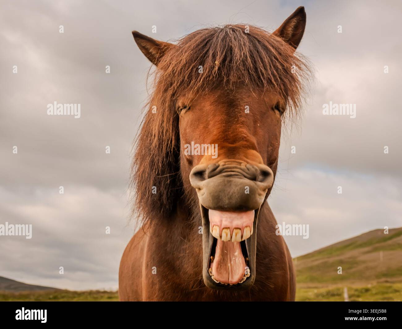 Questi pony o cavalli sembrano adattarsi perfettamente all'ambiente selvaggio e soffiato dal vento dell'Islanda. Foto Stock
