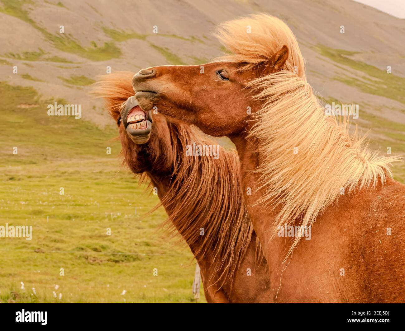 Questi pony o cavalli sembrano adattarsi perfettamente all'ambiente selvaggio e soffiato dal vento dell'Islanda. Foto Stock