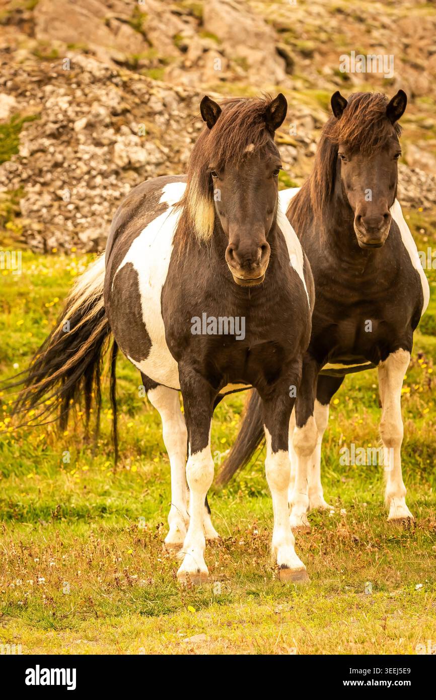 Questi pony o cavalli sembrano adattarsi perfettamente all'ambiente selvaggio e soffiato dal vento dell'Islanda. Foto Stock