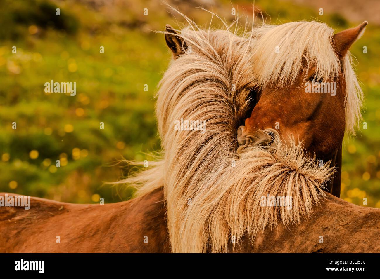 Questi pony o cavalli sembrano adattarsi perfettamente all'ambiente selvaggio e soffiato dal vento dell'Islanda. Foto Stock