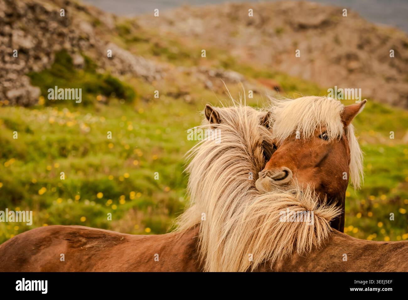 Questi pony o cavalli sembrano adattarsi perfettamente all'ambiente selvaggio e soffiato dal vento dell'Islanda. Foto Stock