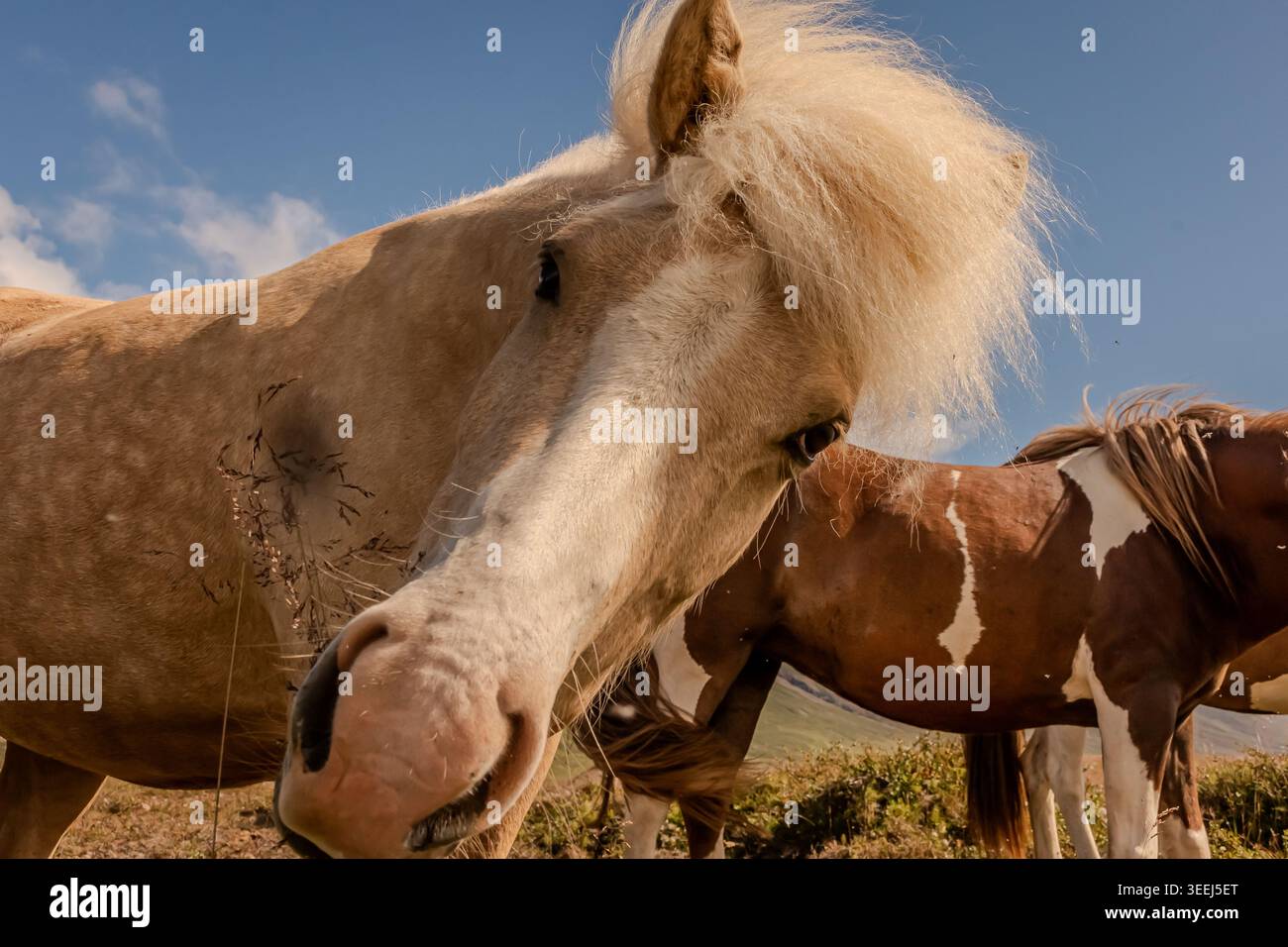 Questi pony o cavalli sembrano adattarsi perfettamente all'ambiente selvaggio e soffiato dal vento dell'Islanda. Foto Stock