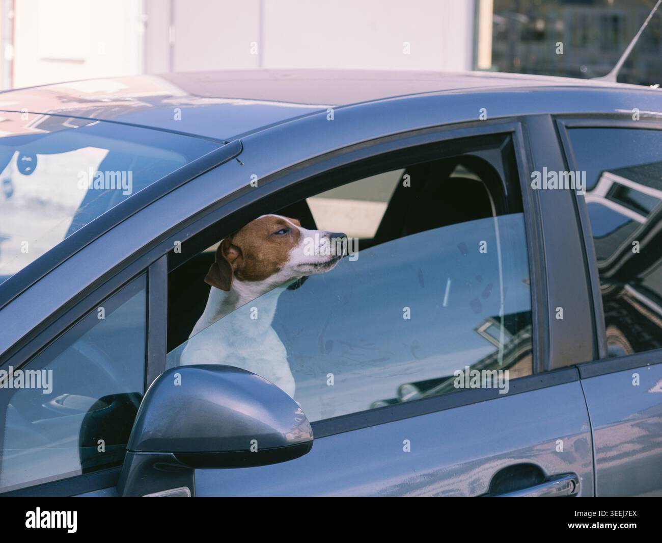 Cane che guarda fuori dal finestrino di un'auto in un giorno di primavera di sole a Tallinn, Estonia Foto Stock