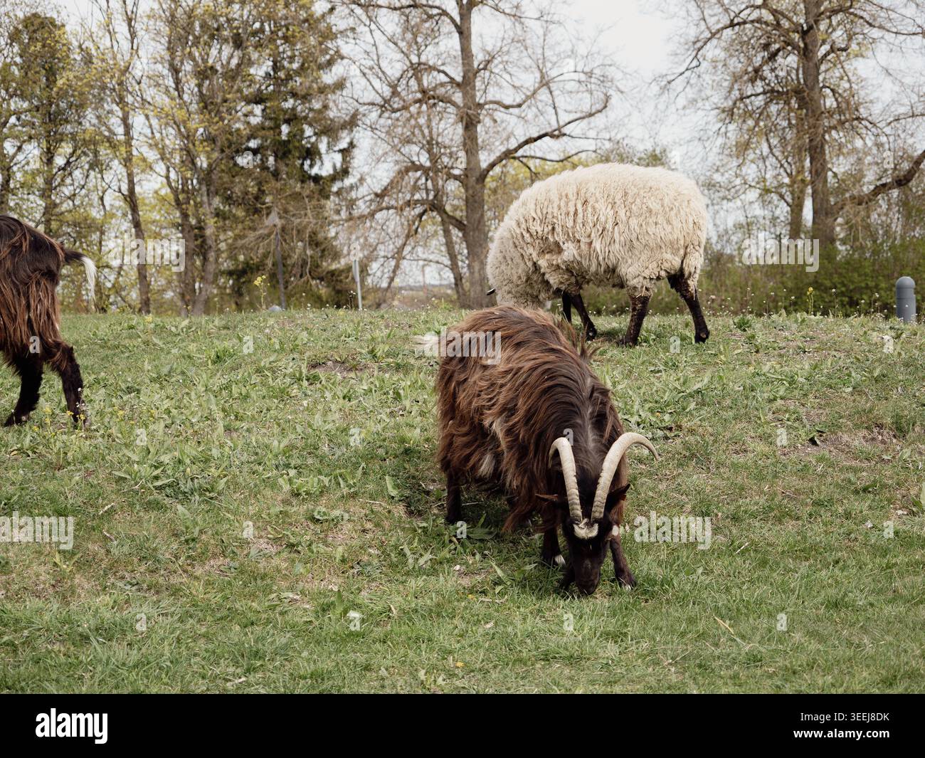 Ariete dalle corna marroni che pascolano su pascolo verde con pecore bianche a Rakvere, Estonia, primavera Foto Stock