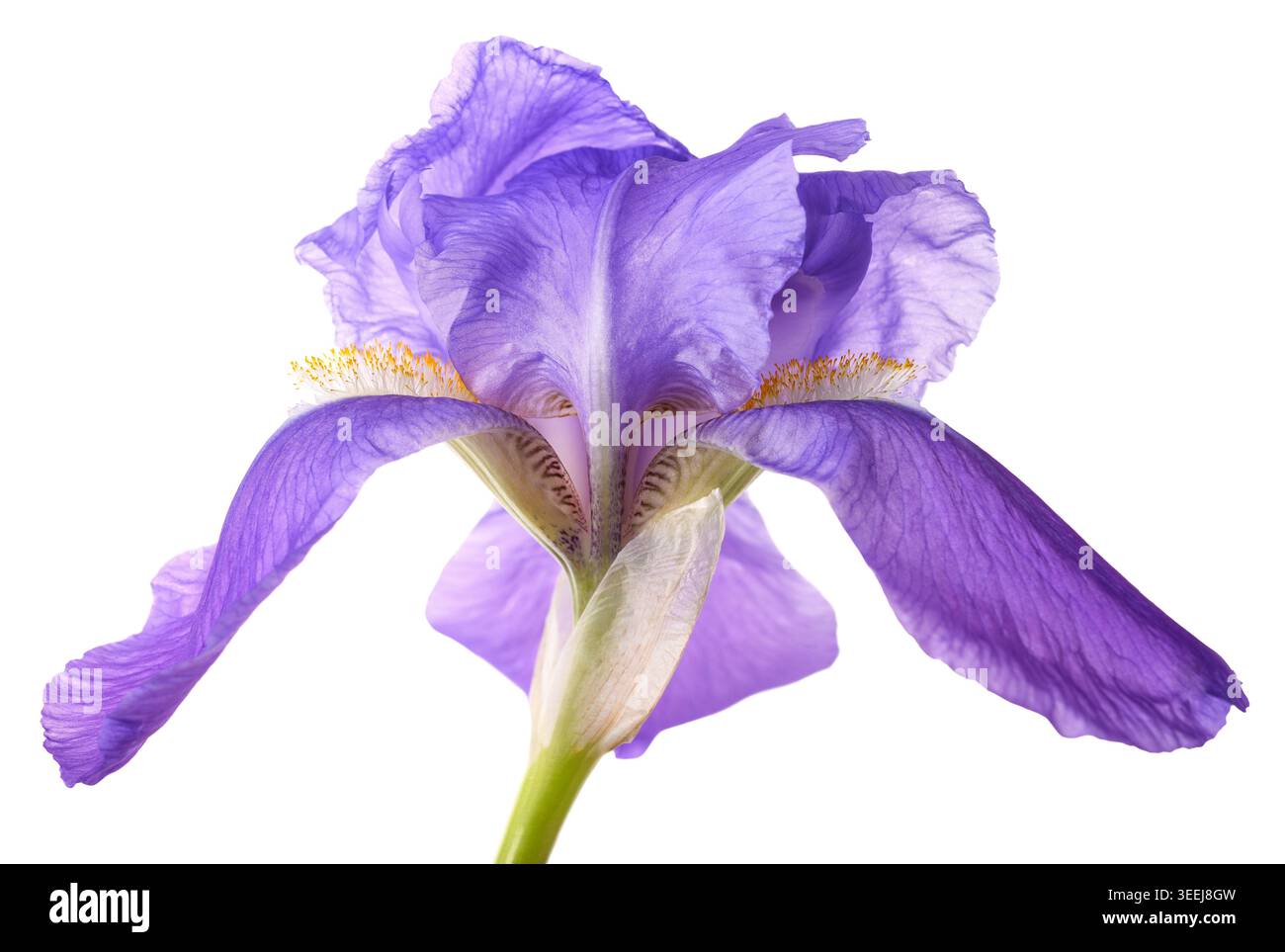 Primo piano di un dolce fiore di Iris isolato su sfondo bianco, elegante fiore botanico con delicati petali e dettagli floreali naturali, ideale per de Foto Stock