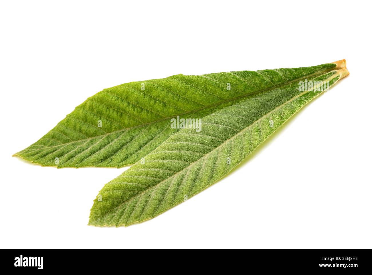 Ammasso di foglie di loquat fresco isolato su sfondo bianco, fogliame verde naturale, dettaglio botanico, composizione minima, percorso di ritaglio, Foto Stock