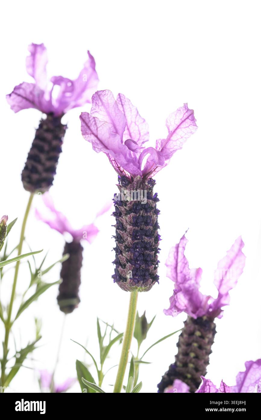 Lavanda spagnola (Lavandula stoechas) Fiori isolati su sfondo bianco Foto Stock