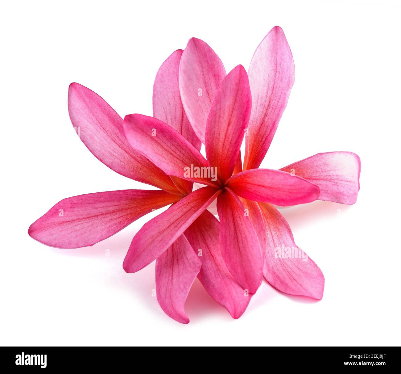 Fiori rossi di Frangipani isolati su sfondo bianco Foto Stock