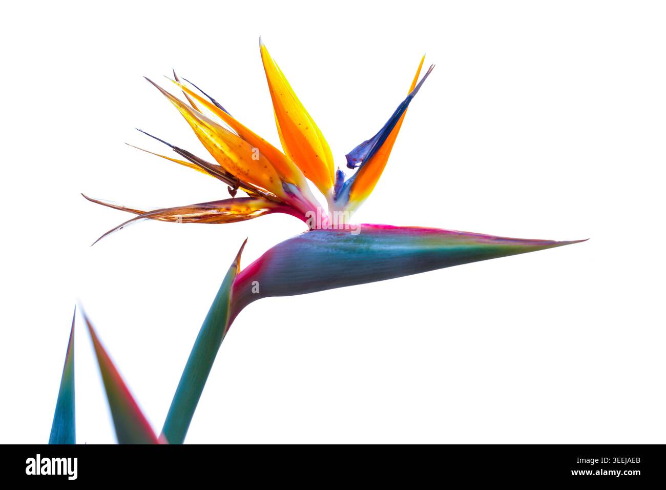 Uccello del paradiso ( Strelitzia reginae ) isolato su sfondo bianco in un giardino botanico dei Paesi Bassi Foto Stock