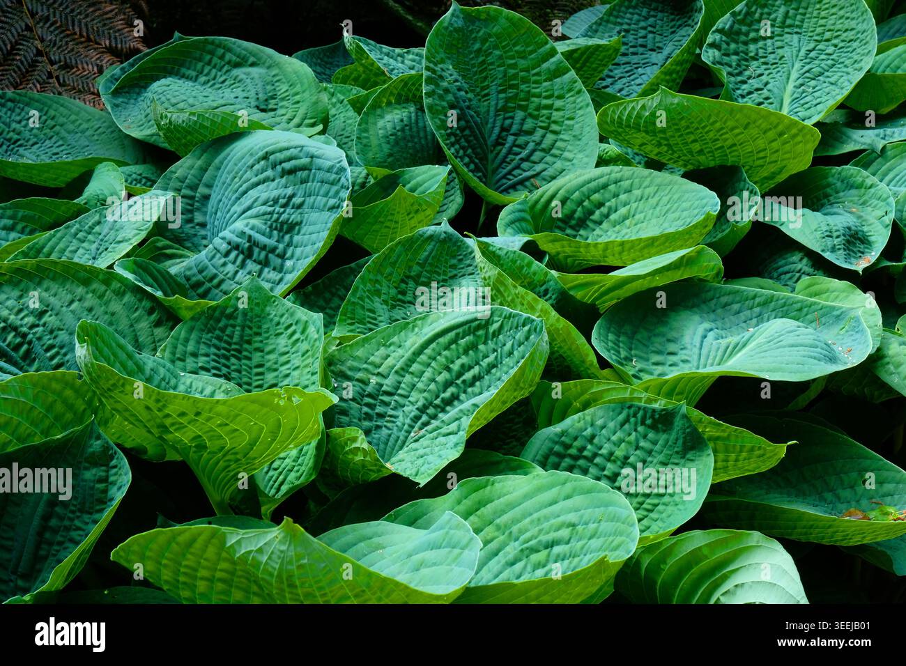 Cornice completa di lussureggianti foglie verdi e blu della costa (Hosta Sieboldiana 'elegans') che crescono densamente come una copertura perenne all'ombra in un giardino inglese. Foto Stock