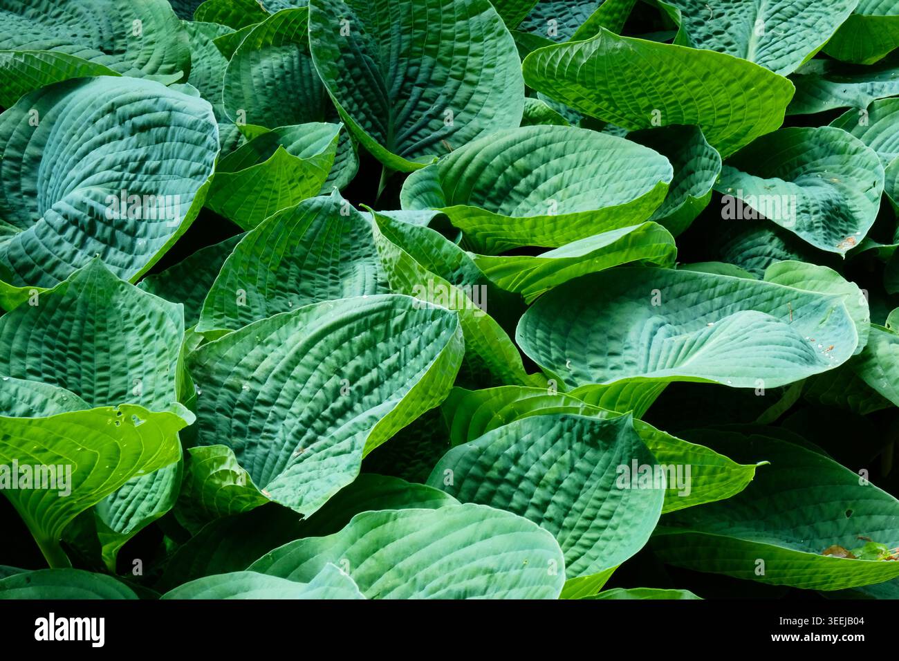 Inquadratura completa di foglie di hosta blu-verdi lussureggianti (Hosta Sieboldiana 'Elegans') che crescono fitte come copertura perenne ombrofila in un giardino inglese. Foto Stock
