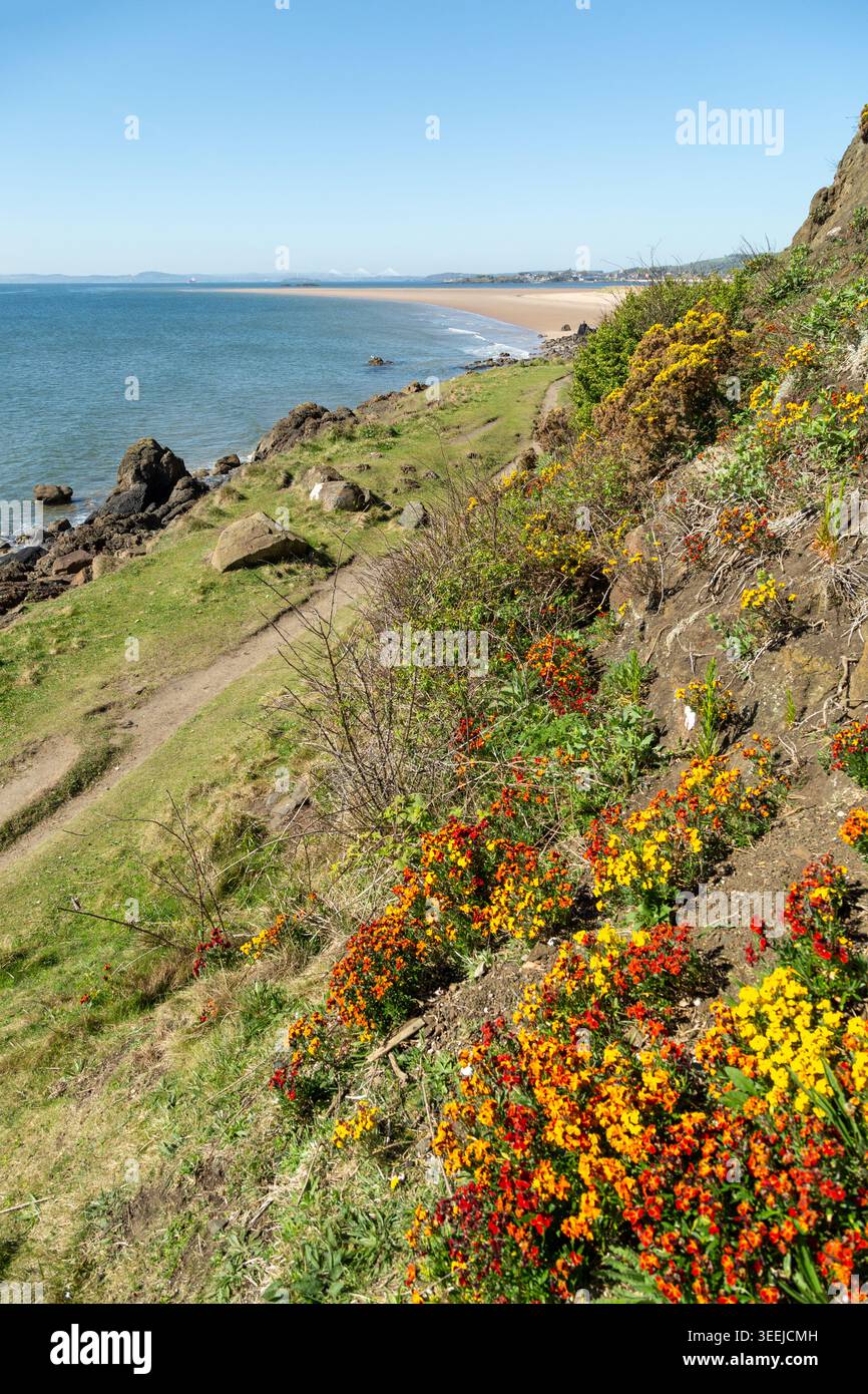 Fiori di murale arancione e giallo (Erysimum cheiri) aggrappati alla scogliera costiera lungo il sentiero costiero di Fife, Kinghorn, Fife Foto Stock