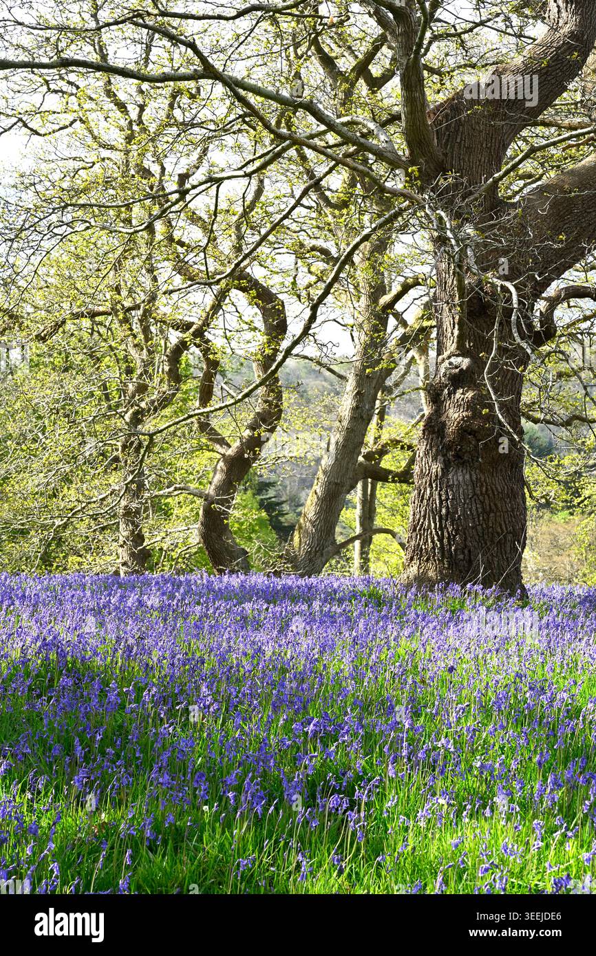 Fiori primaverili blu di campanelli inglesi, Hyacinthoides non-scripta in un legno di campanello aprile del Regno Unito Foto Stock