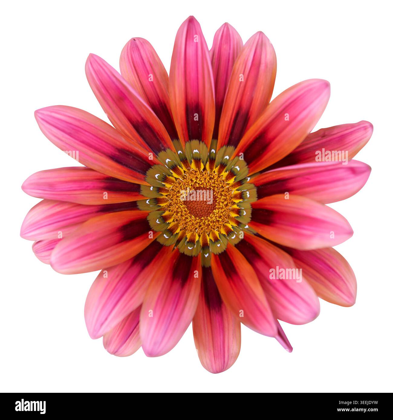testa di fiori di gazania rosa sfondo bianco isolato, petali a righe scure con vista dall'alto disco centrale arancione e giallo Foto Stock