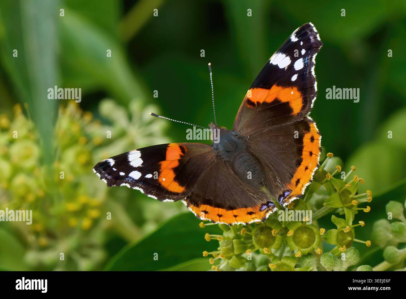 Red Admiral Butterfly (Vanessa atalanta) femmina sull'infiorescenza dell'edera comune Foto Stock