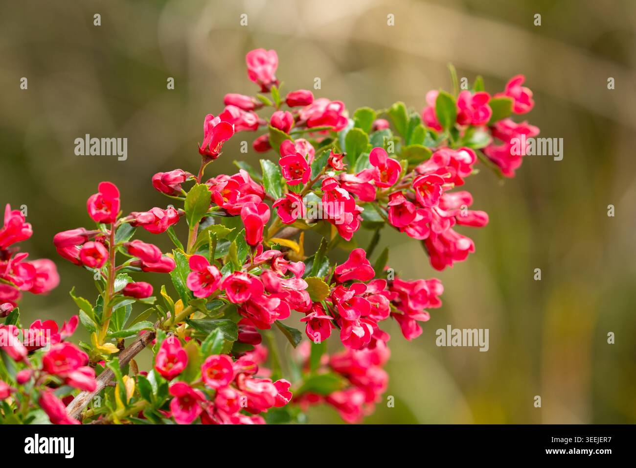 Un arbusto di Escallonia, una popolare pianta sempreverde conosciuta per i suoi vibranti ammassi di fiori Foto Stock