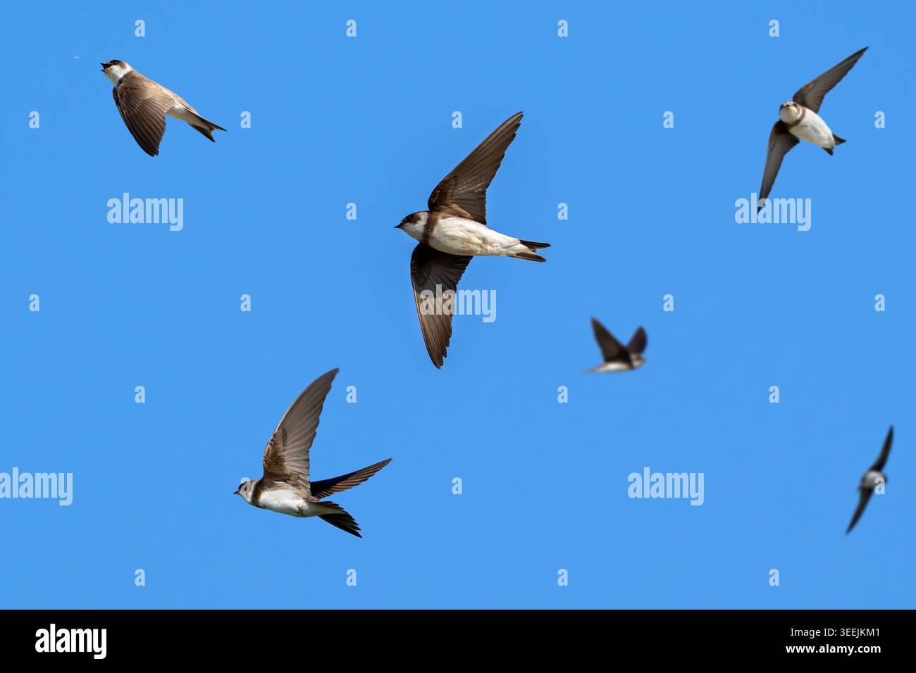 Stormo di marmotte di sabbia europea / rondini di sponda (Riparia riparia / Hirundo riparia) in volo a caccia di mosche precoci e insetti volanti in primavera Foto Stock