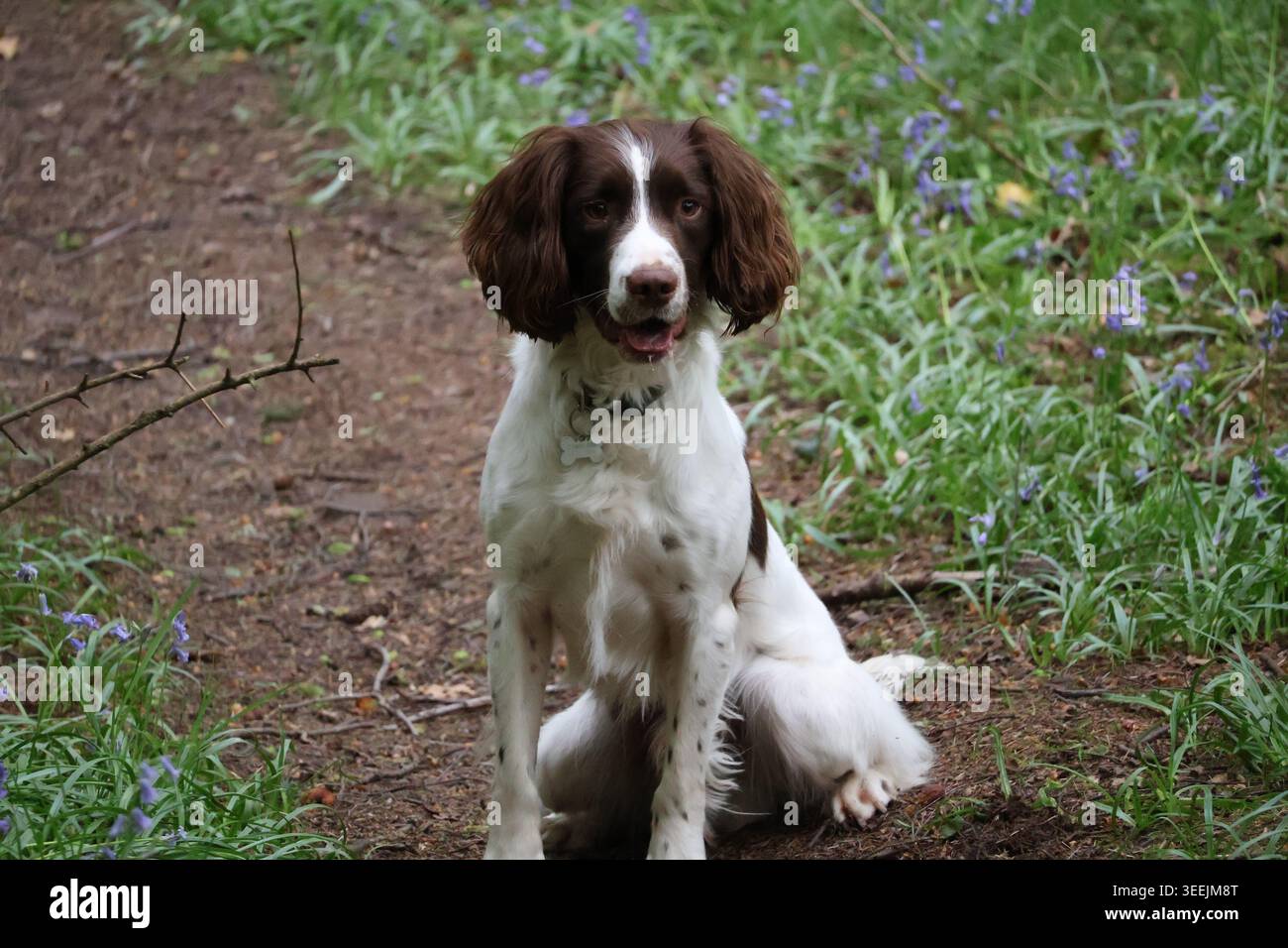 Un bellissimo giovane Springer Spaniel che aspetta pazientemente alcune prelibatezze nella foresta. Foto Stock