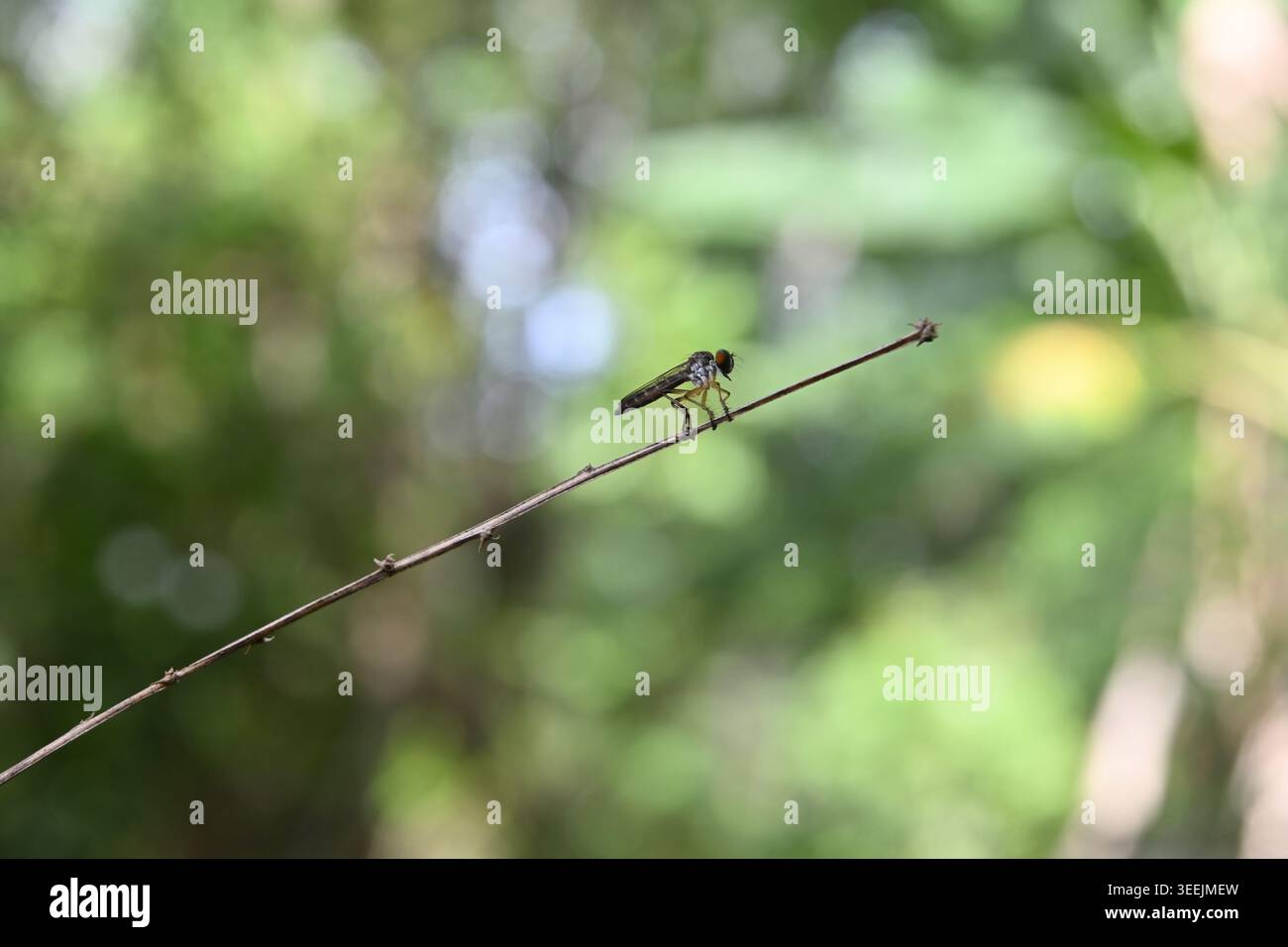 Vista laterale di una mosca rapinatrice (mosca assassina) arroccata sulla sommità di una piccola pianta elevata Foto Stock