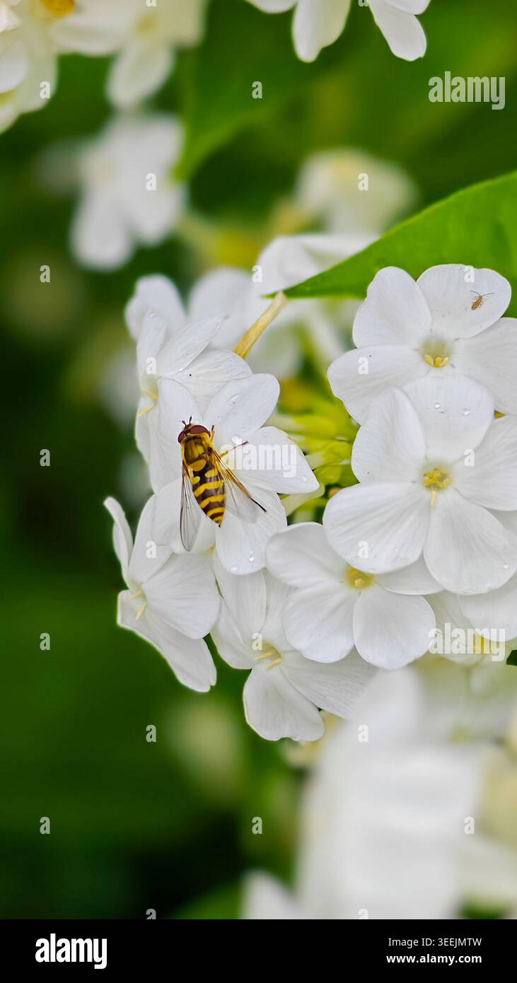 Primo piano cattura un hoverfly con strisce nere e gialle su delicati fiori bianchi. La messa a fuoco selettiva accentua i dettagli. Uso per temi della natura, g Foto Stock