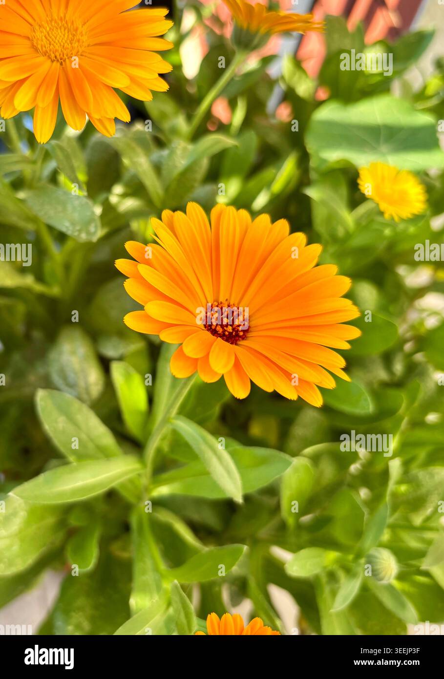 Primo piano di fiori di calendula arancione che fioriscono in una pentola sul balcone in una giornata di sole. Sfondo verde naturale con foglie. Foto Stock