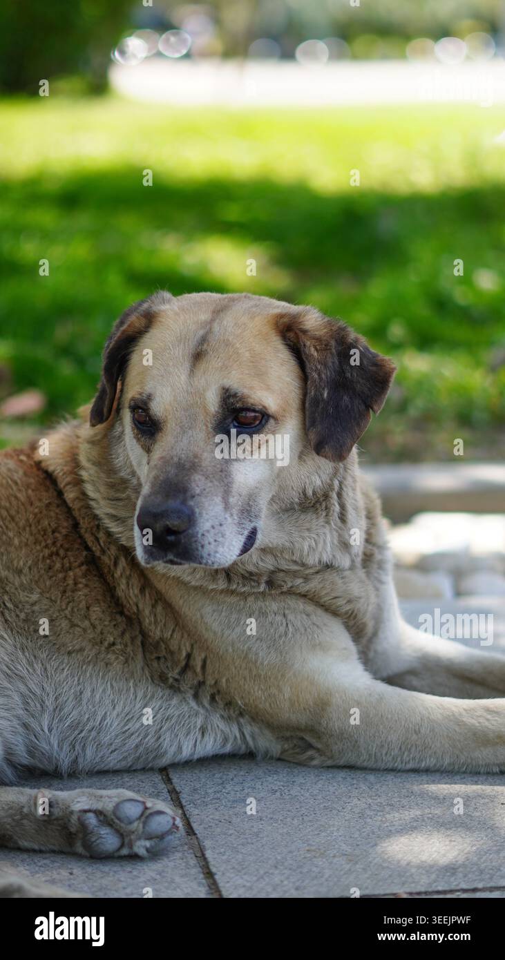 Un grande cane abbronzato e bianco disteso su un sentiero di pietra all'aperto Foto Stock