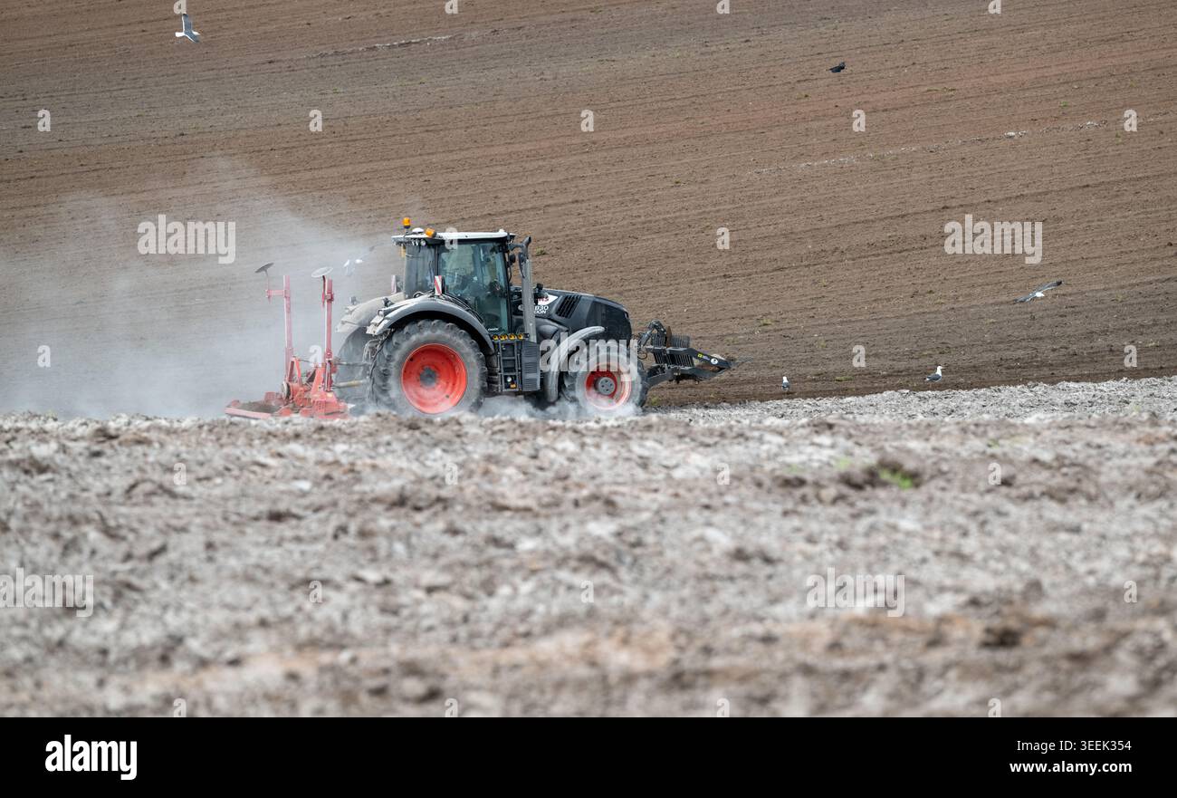 Claas Axion 830 eruttante di potenza in calce appena sparsa su un campo arato. Il calcare in polvere aiuta la fertilità del terreno. Cumbria, Regno Unito. Foto Stock