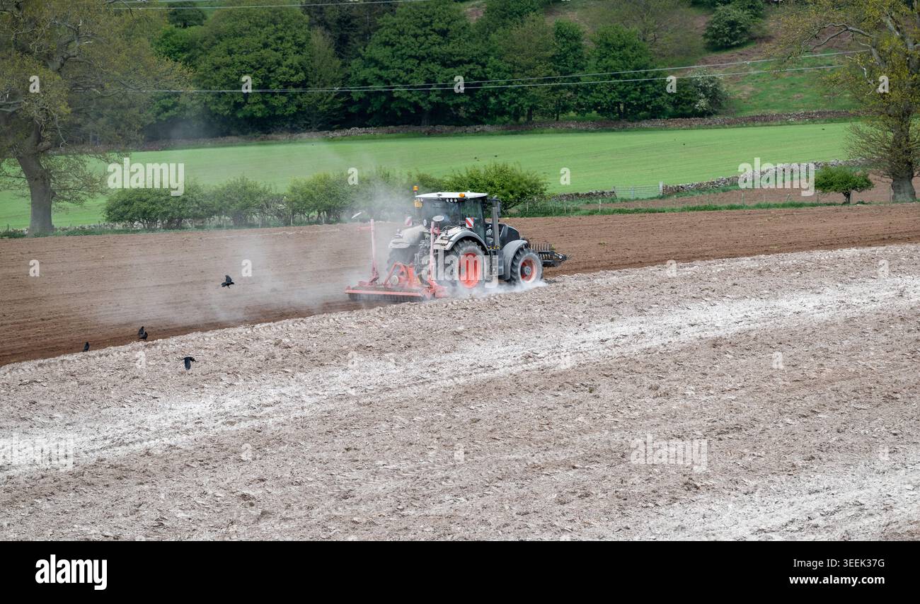 Claas Axion 830 eruttante di potenza in calce appena sparsa su un campo arato. Il calcare in polvere aiuta la fertilità del terreno. Cumbria, Regno Unito. Foto Stock