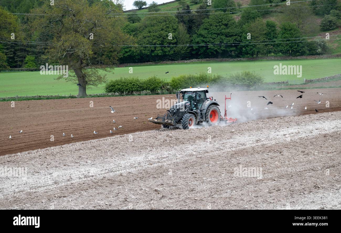 Claas Axion 830 eruttante di potenza in calce appena sparsa su un campo arato. Il calcare in polvere aiuta la fertilità del terreno. Cumbria, Regno Unito. Foto Stock