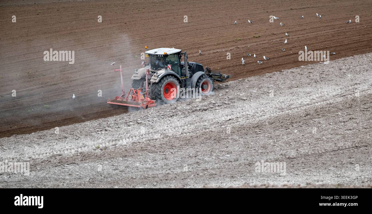 Claas Axion 830 eruttante di potenza in calce appena sparsa su un campo arato. Il calcare in polvere aiuta la fertilità del terreno. Cumbria, Regno Unito. Foto Stock