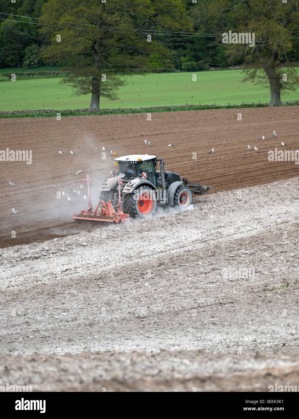 Claas Axion 830 eruttante di potenza in calce appena sparsa su un campo arato. Il calcare in polvere aiuta la fertilità del terreno. Cumbria, Regno Unito. Foto Stock