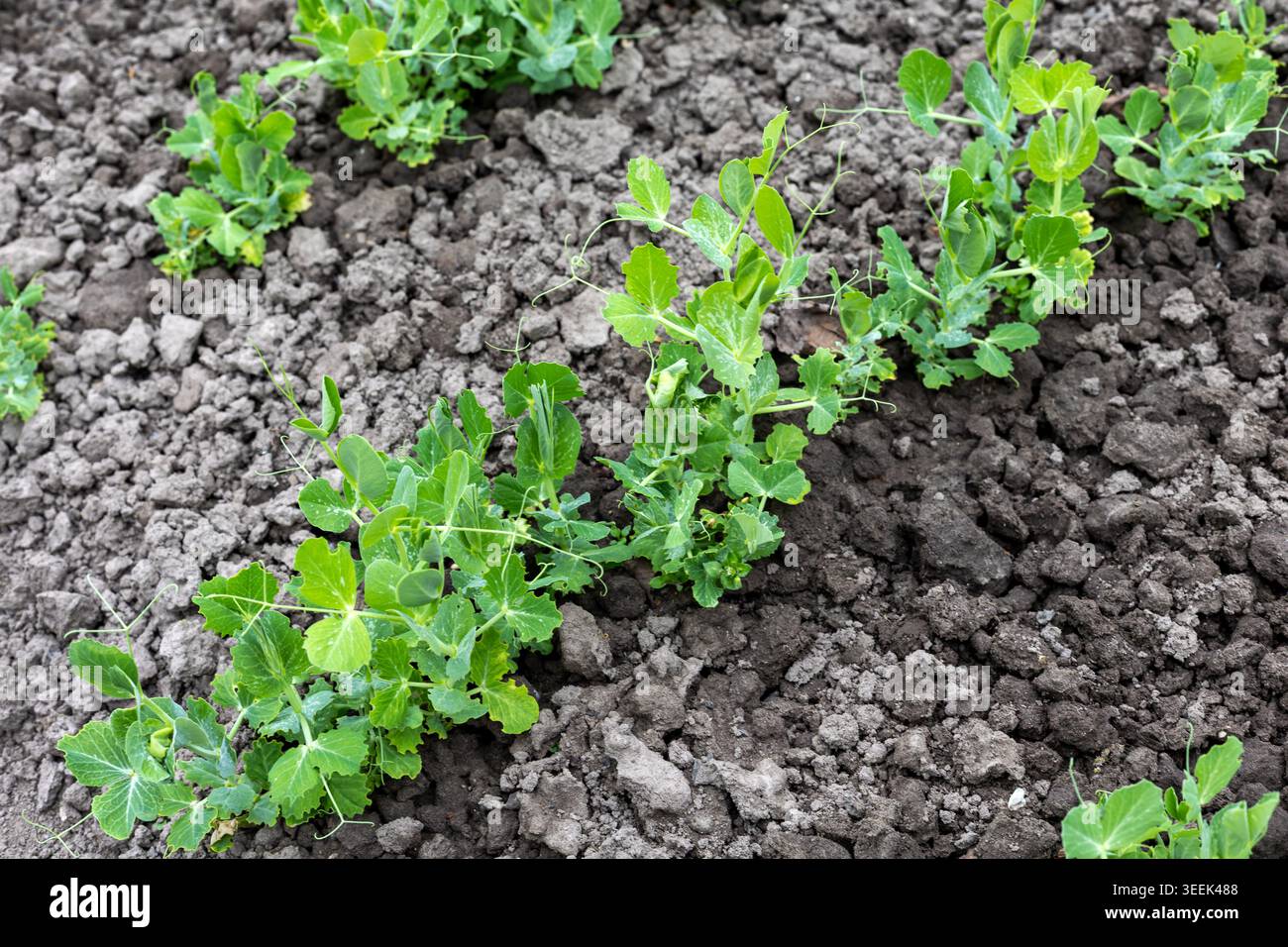 Giovani piante di pisello verde che crescono nel suolo. Le piantine di piselli fresche germogliano in terreno coltivato da giardino, mostrando una sana crescita verde in un'agricoltura Foto Stock