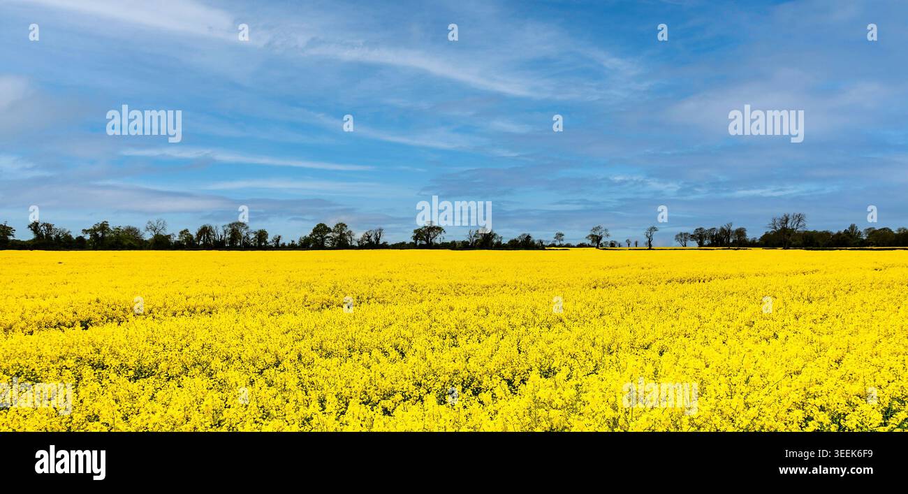 Vibrante campo di colza giallo sotto un cielo blu con nuvole mostruose vicino a Dublino, Irlanda. Una linea di alberi di sagoma confina con l'orizzonte. Foto Stock